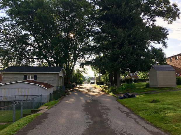 Pathway through trees with sun shining behind them