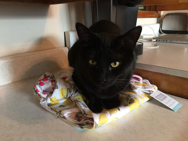 Black cat laying on baby clothes