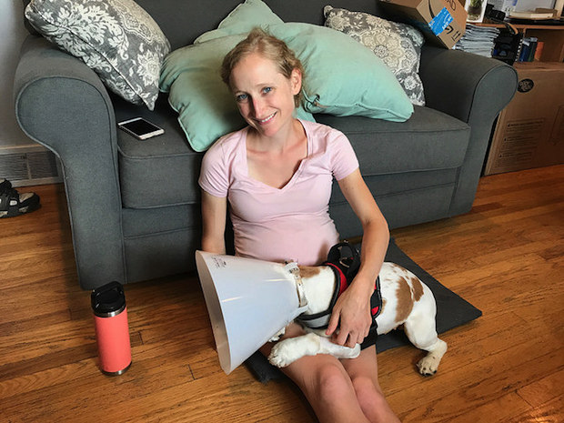 Cocker spaniel puppy after spaying surgery