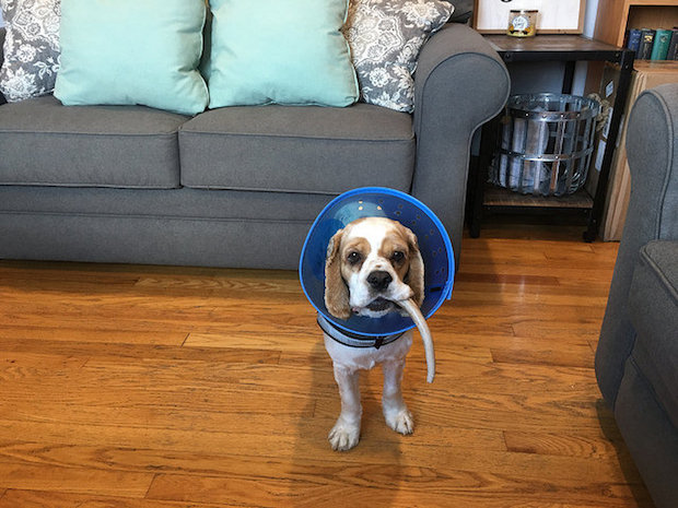 Cocker spaniel puppy with cone and elk antler
