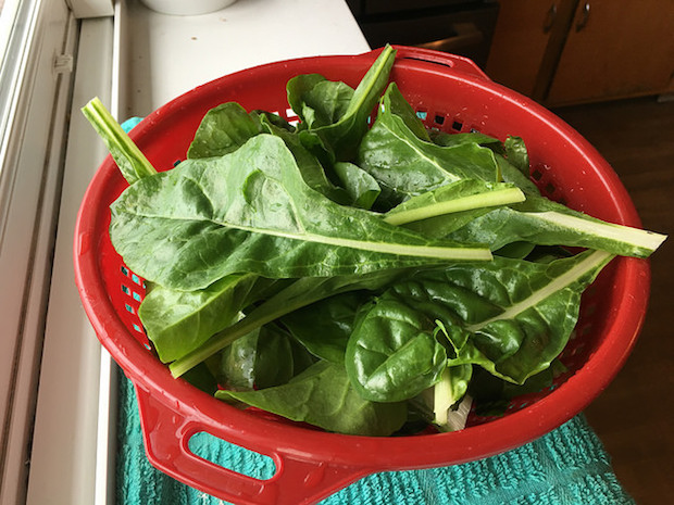 Swiss Chard from vegetable garden in red strainer