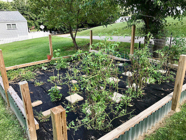 Overgrown vegetable garden