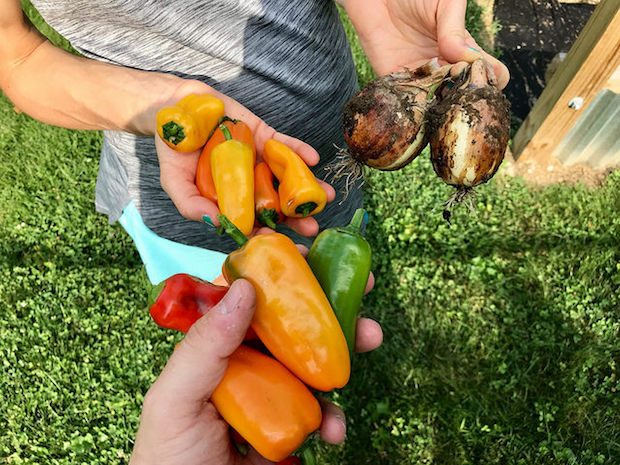 Mini bell peppers and onions from vegetable garden