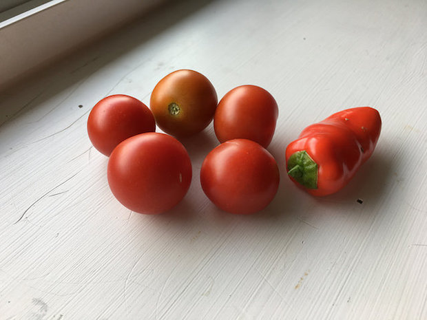 Cherry tomatoes and mini red pepper from vegetable garden on white windowsill