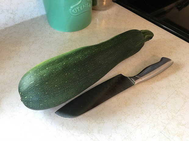Large zucchini from vegetable garden