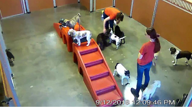 Small dogs at Camp Bow Wow Pittsburgh Southwest Web Cam