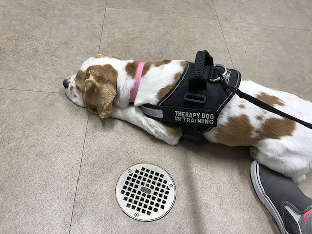 Cocker spaniel therapy dog in training harness at vet