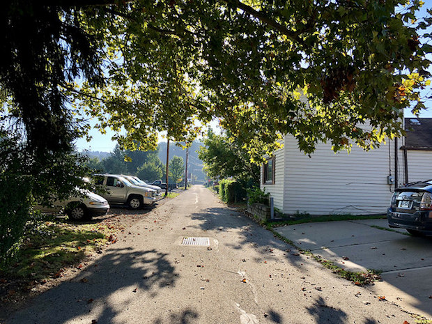 Summer morning with trees and sunshine
