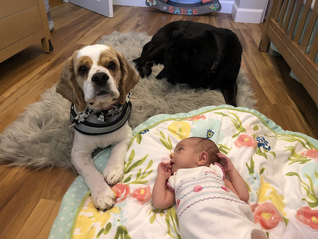 Dogs and baby
