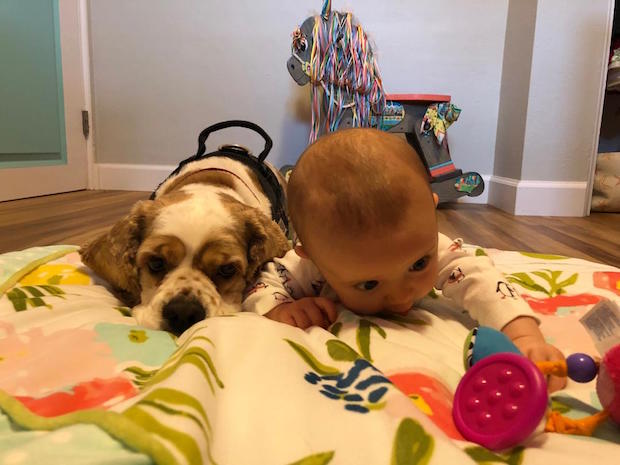 Cocker spaniel dog and baby laying together