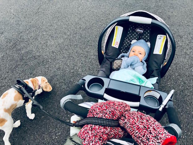 Baby in stroller with cocker spaniel dog walking beside