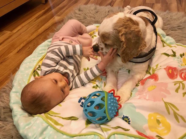 Baby and cocker spaniel playing together