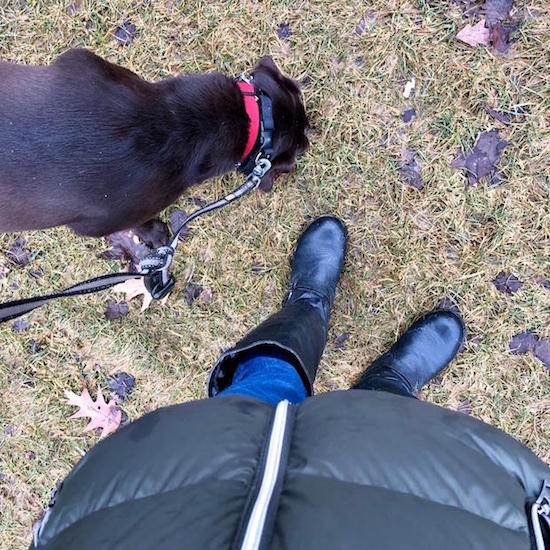 Walking chocolate lab in Pittsburgh PA