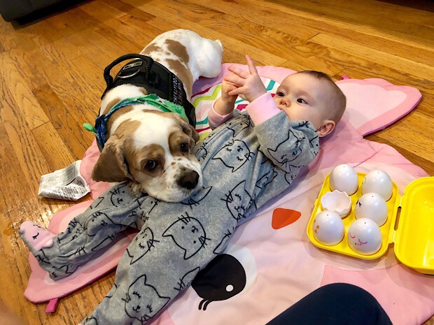 Cocker spaniel cuddling with baby girl
