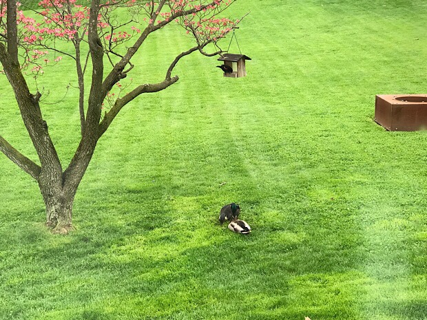 Ducks under bird feeder