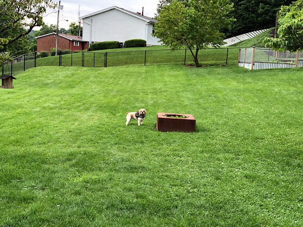 American Cocker Spaniel in yard