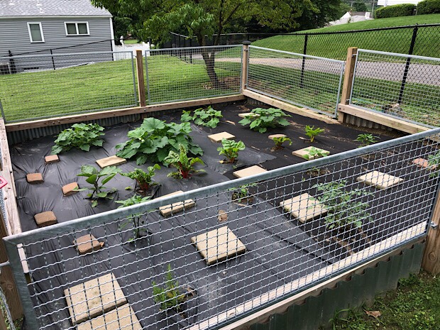 Vegetable garden