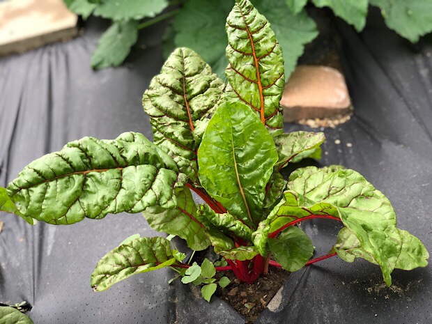 Swiss chard