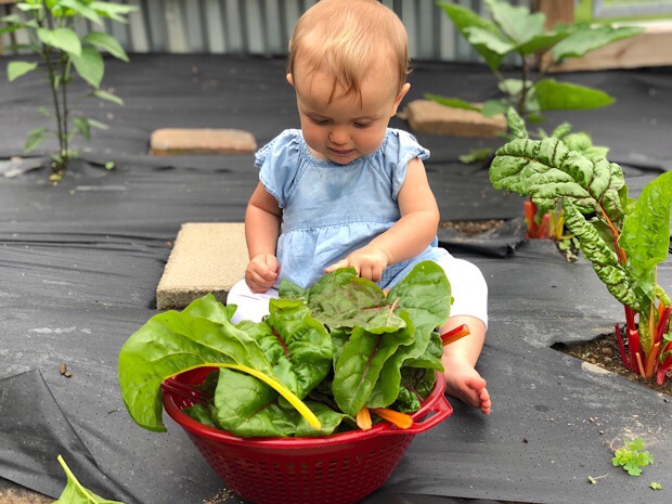 Baby in vegetable garden with swiss chard