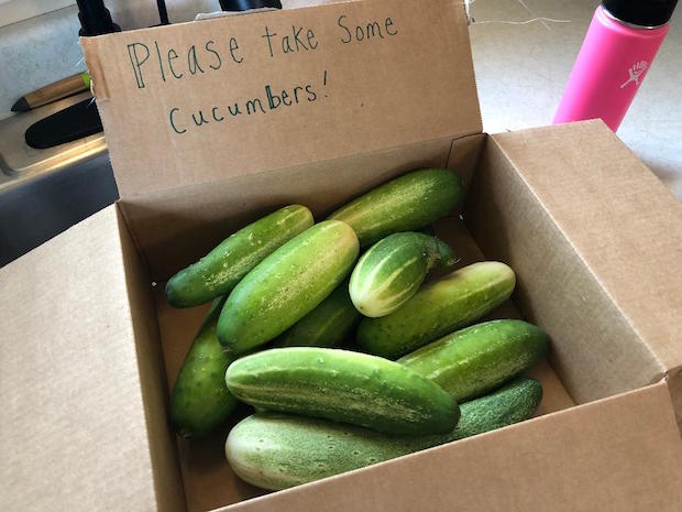 Too many cucumbers from garden