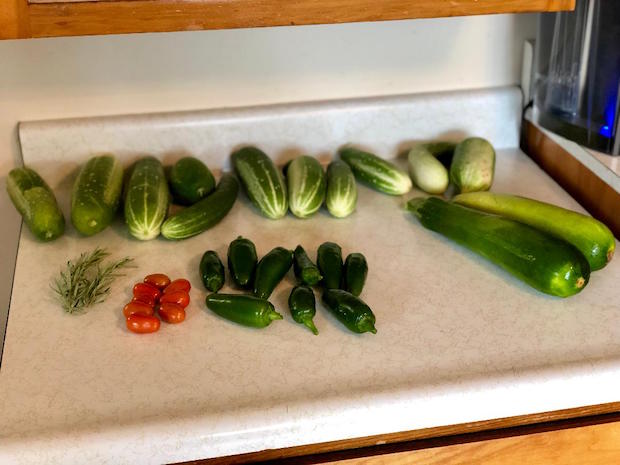 Vegetable garden harvest