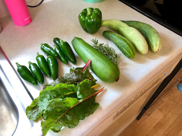 Garden harvest of jalapenos, cucumbers, zucchini, swiss chard, rosemary, and green bell pepper