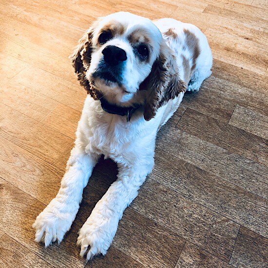 White and brown American Cocker Spaniel 