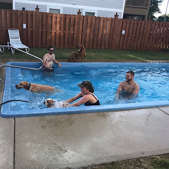 Dogs in pool