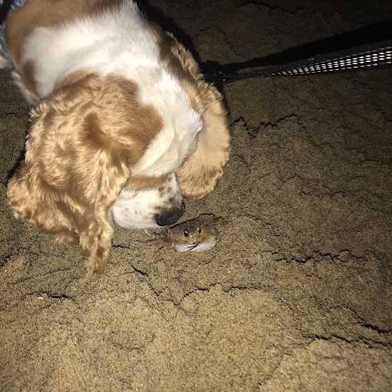 Cocker spaniel with ghost crab