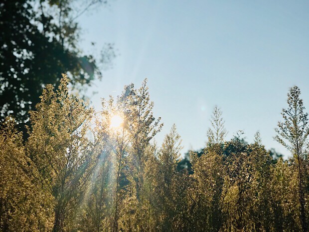 Sunrise in nature on trail in Pittsburgh, PA
