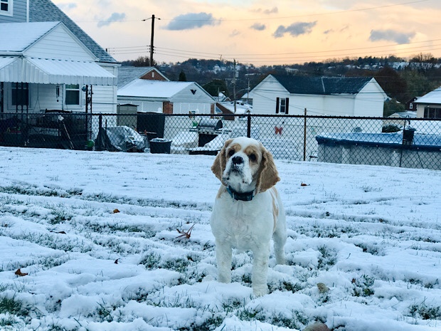 Cocker spaniel in snow
