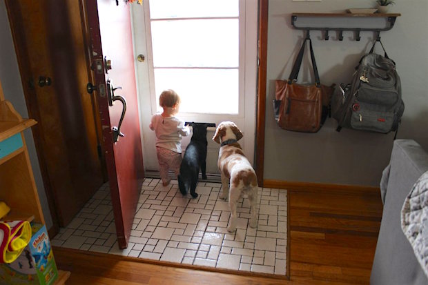 Baby dog and cat waiting at door together