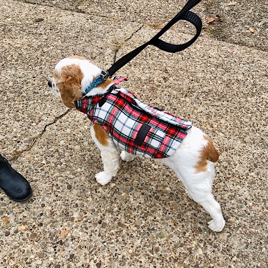 Cocker spaniel in sweater