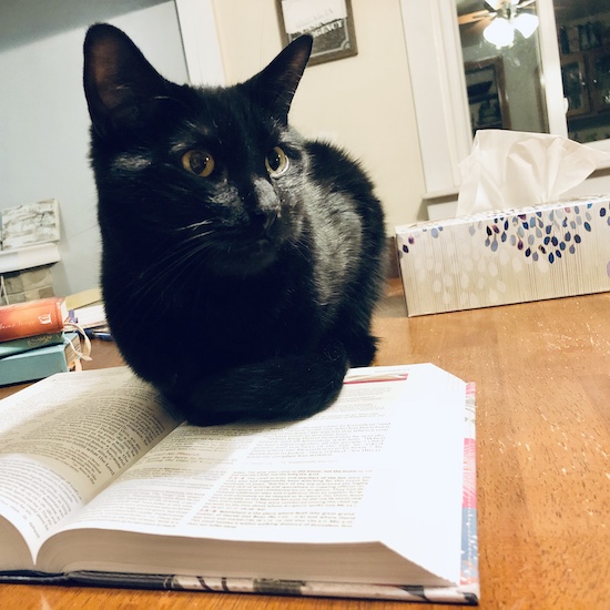 Black cat sitting on Bible