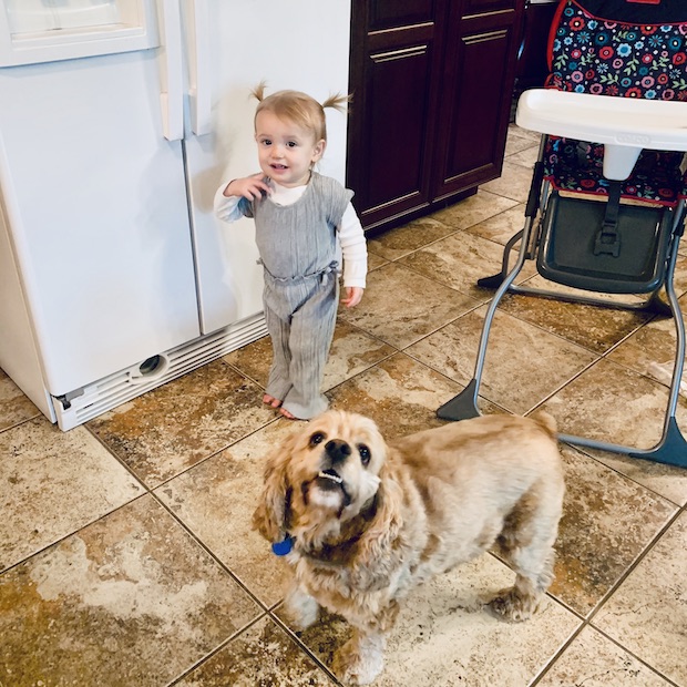 Toddler in jumpsuit with cocker spaniel