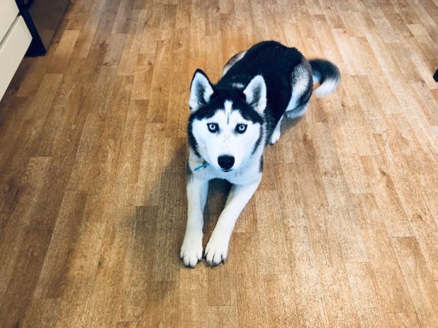 Black and white Siberian husky