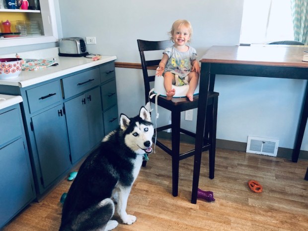 Toddler and husky