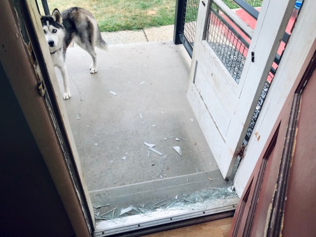 Husky broke glass door by jumping