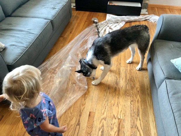 Husky pulled shower curtain down