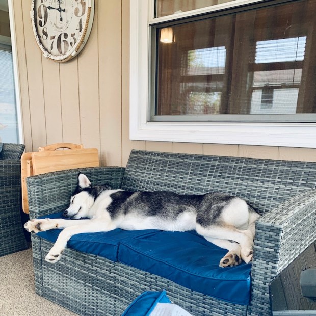 Husky sleeping on couch
