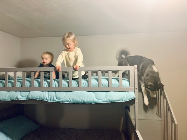 Husky on bunk bed with toddlers