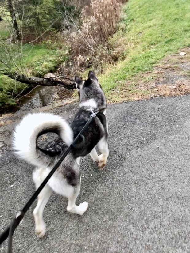 Siberian husky on a walk