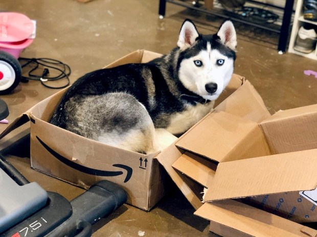 Siberian Husky sitting in Amazon box