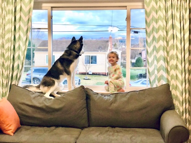 Toddler sitting in window with husky