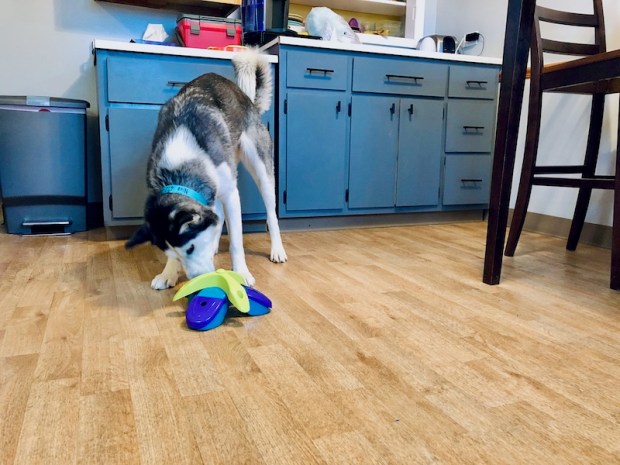 Siberian Husky figuring out a food puzzle