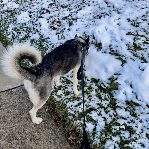 Siberian Husky in the snow