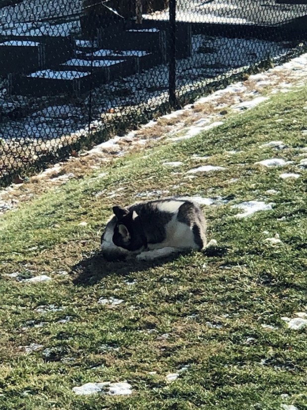 Siberian husky sleeping in snow
