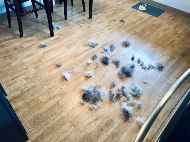 Husky fur after brushing