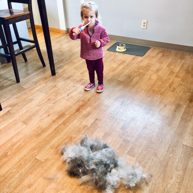 Husky fur all over floor from shedding and blowing coat