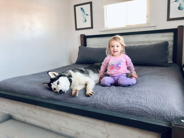 Husky and toddler on bed together